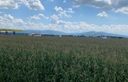 Oportunitate – teren 1HA, front 191 m, Reci, nod de tranzit DN11 – DN13E