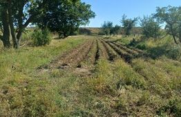 Casa taraneasca cu 3 camere, Turia Jos,