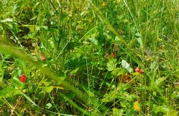 Casa + teren intravilan 4.000 mp I Potential agro-turistic I Barcani 