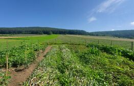 Vila cu teren intravilan, 4.400 mp, Valcele