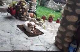 Casa 3 camere, 100mp, zona Săliște