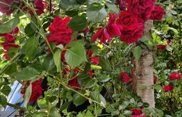 Casa  5 camere Ludos