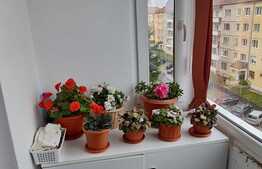 Apartament 2 camere , Cedonia