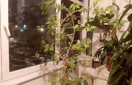 Apartament de 3 camere, semidecomandat, zona Milea-Luptei