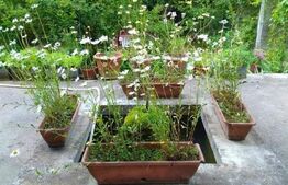 Casa de vacanta, 250 mp utili, teren cu 1000 mp, Manastirea Humorului