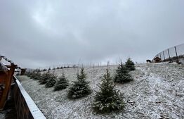 Foisor pentru evenimente, 90mp, teren 2800 mp, zona Paltinoasa 