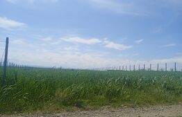 Teren Intravilan, 3500 mp in Moara 