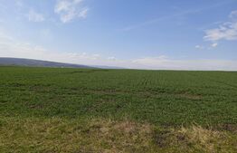 Teren extravilan de 5000 mp in Scheia