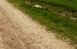 Teren intravilan de 2000 mp in Scheia 