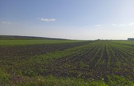 Teren extravilan de 2441 mp, cu front la drumul public de 13 ml, în zona Șcheia (teren vecin cu front de 14 ml BLITZ 117812TV)