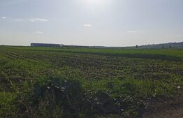 Teren extravilan de 2441 mp, cu front la drumul public de 13 ml, în zona Șcheia (teren vecin cu front de 14 ml BLITZ 117812TV)