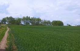 Ocazie! Teren extravilan de 7300 mp (73 ari), cu două fronturi de  20 ml, două căi de acces și electricitate în apropiere, zona Mitocu Dragomirnei