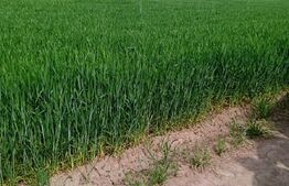 Ocazie! Teren extravilan de 7300 mp (73 ari), cu două fronturi de  20 ml, două căi de acces și electricitate în apropiere, zona Mitocu Dragomirnei