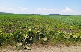 Teren extravilan de 2500 mp cu front de 14 ml in zona Scheia