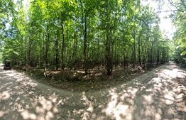 Padure tanara 9400mp, zona Zvoristea