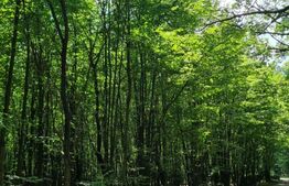 Padure tanara 9400mp, zona Zvoristea