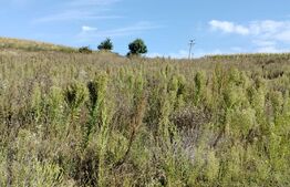 Teren intravilan de 745 mp in Moara