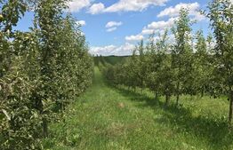 Teren cu livada, Hartop 5000 mp