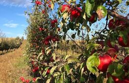 Teren cu livada, Hartop 5000 mp