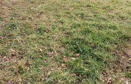 Teren intravilan, Paltinoasa, 3900 mp