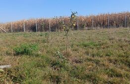 Teren extravilan 2327 mp,livada ,Scheia 