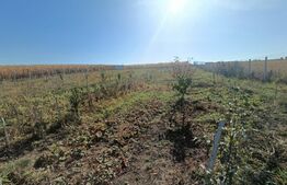 Teren extravilan 2327 mp,livada ,Scheia 