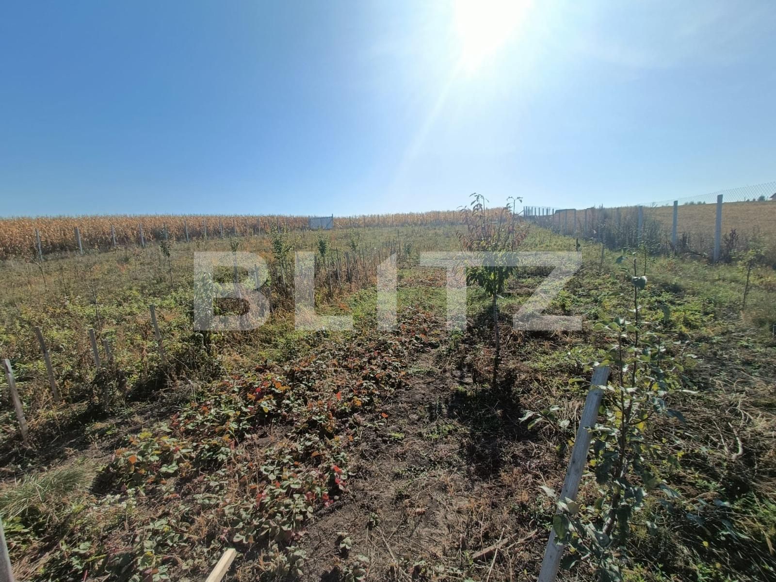 Teren de vânzare Scheia - 133771TV | BLITZ Suceava | Poza6