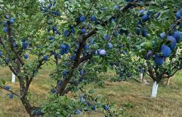 Livada cu pomi fructiferi, 2900 mp, Mitocasi 