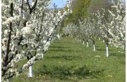 Livada cu pomi fructiferi, 2900 mp, Mitocasi 