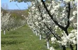 Livada cu pomi fructiferi, 2900 mp, Mitocasi 