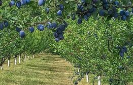 Livada cu pomi fructiferi, 2900 mp, Mitocasi 