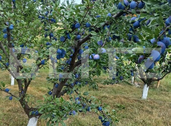 Teren de vânzare Nord Est - 135887TV | BLITZ Suceava | Poza2