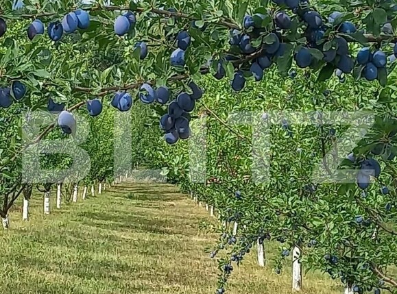 Teren de vânzare Nord Est - 135887TV | BLITZ Suceava | Poza5