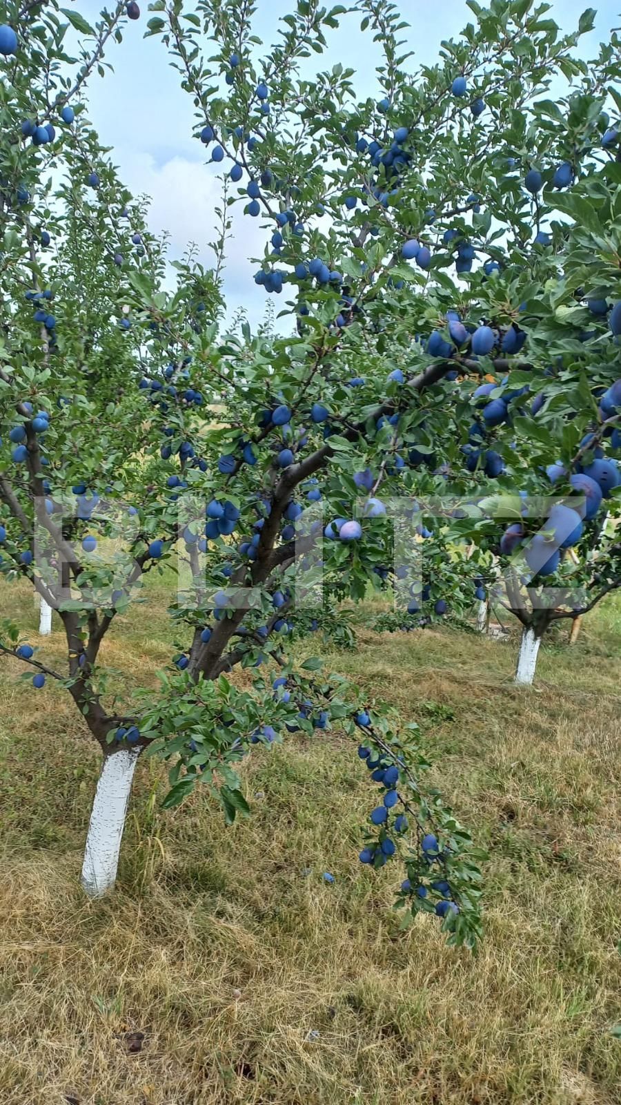 Teren de vânzare Nord Est - 135887TV | BLITZ Suceava | Poza2