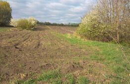 Teren intravilan 5500 mp - Gramesti  (pret negociabil)