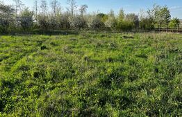 Casa individuala, 7 camere, 3600 mp,  in Zvoristea