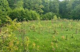 Teren langa padure, 7500mp, Calafindesti