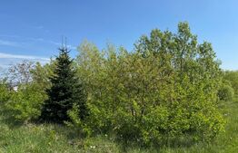 Teren  19000mp , iaz -120mp,  Botosanita, Siret