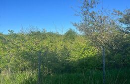 Teren intravilan ,cu vegetatie, 2700 mp, zona Siret