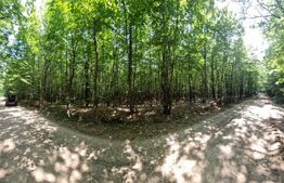 Padure tanara 9400mp, zona Zvoristea