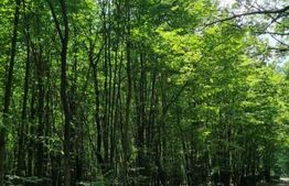 Padure tanara 9400mp, zona Zvoristea