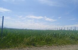 Teren Intravilan, 3500 mp in Moara 