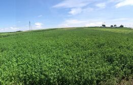 Oportunitate! Teren intravilan, 2500mp, zona Bosanci