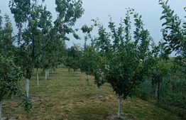 Casa de 90 mp cu teren de 2000 mp in Manoleasa, Botosani