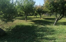 Casa cu arhitectura deosebita, iaz, panouri solare, 370mp, zona Adancata