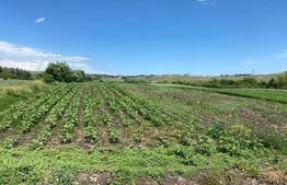 Teren Intravilan , 5800mp , zona Moara