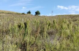 Teren intravilan de 745 mp in Moara