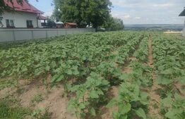 Teren , 4400 mp, front 14 ml, zona Gramesti, Siret