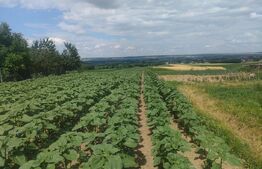 Teren de vânzare Nord - 121435TV | BLITZ Suceava | Poza4