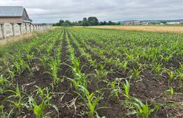 Teren Generos de 5577 mp cu Deschidere de 20 ml zona Badeuti 